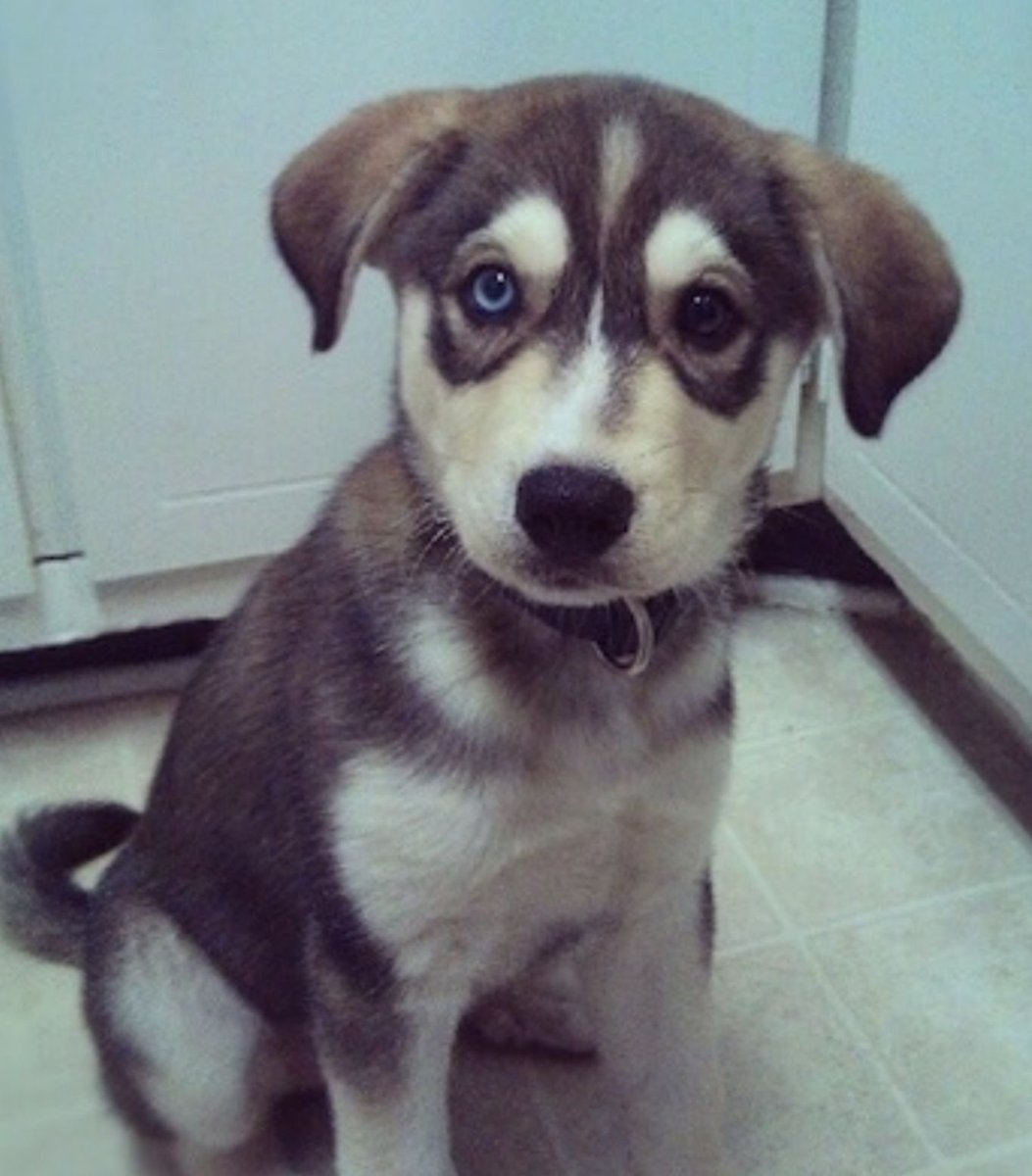 Лабрадор и хаски