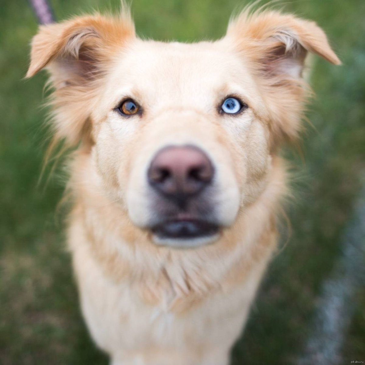 Лабрадор и Сибирский хаски метис