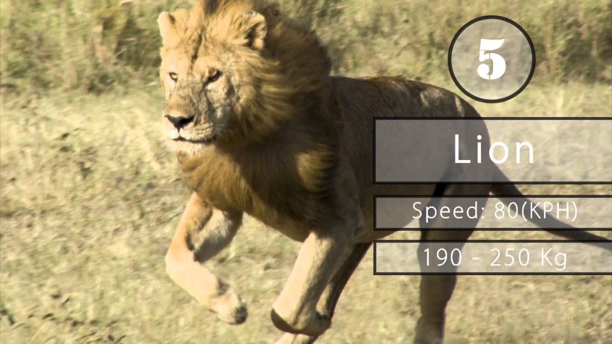 Дэвид Ярроу