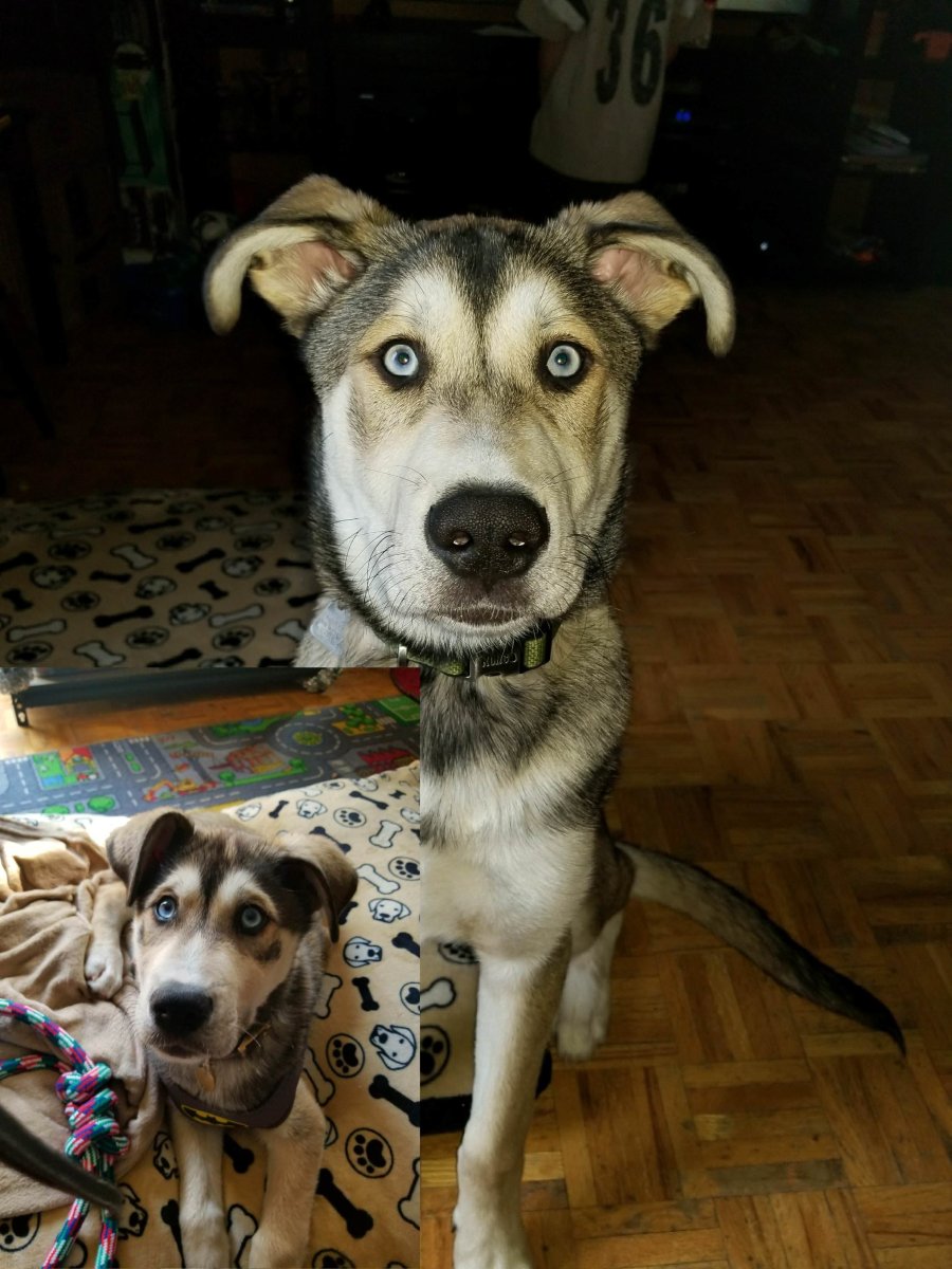 Лабрадор ретривер и хаски