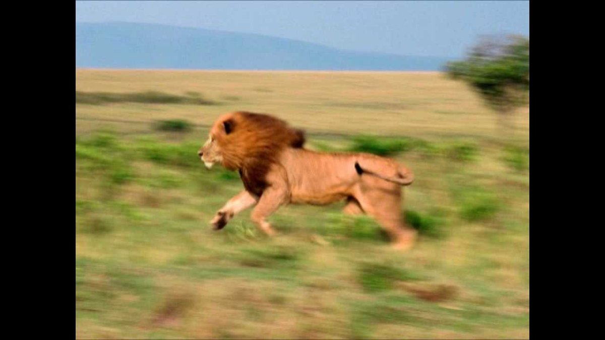 Король Лев фильм 2019 шрам