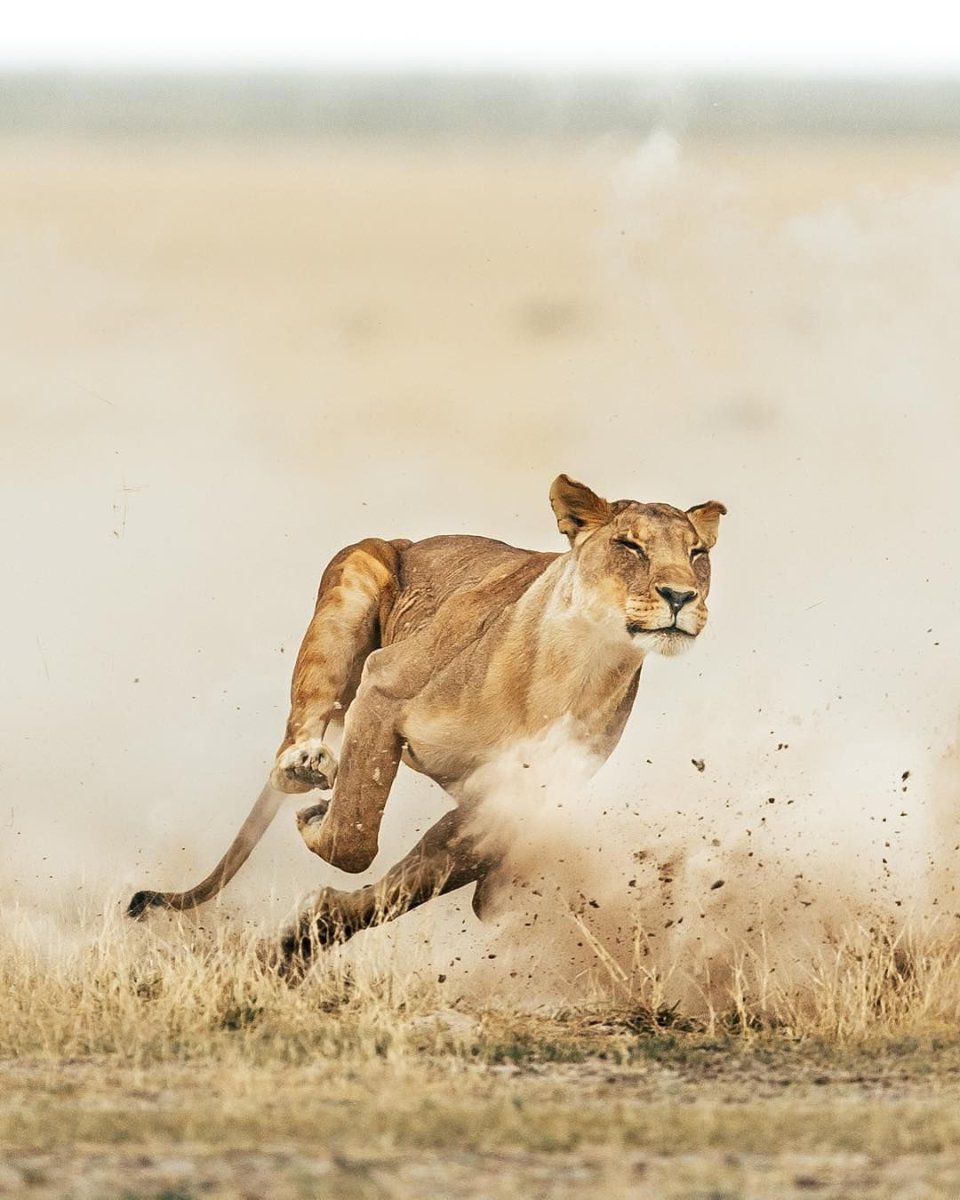 Львица в беге