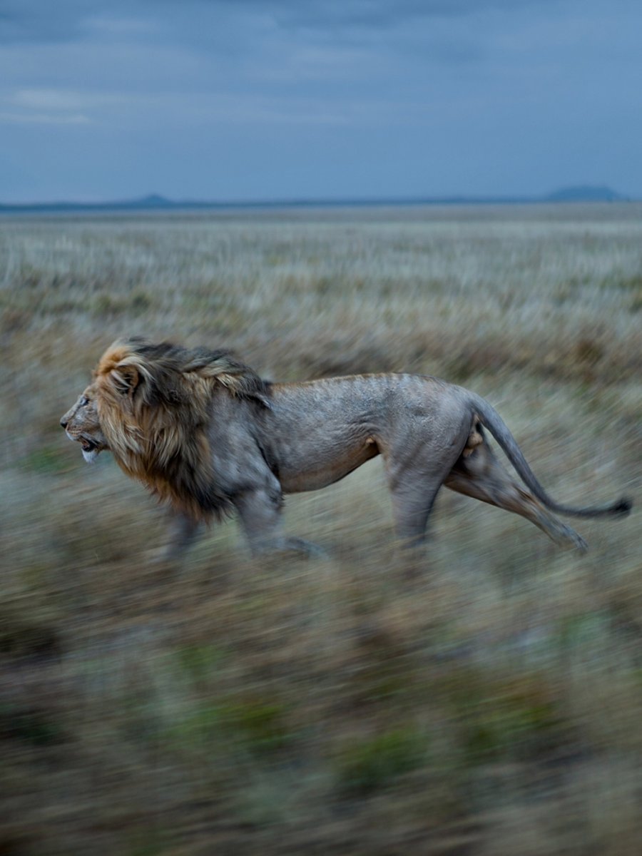 Львы братья