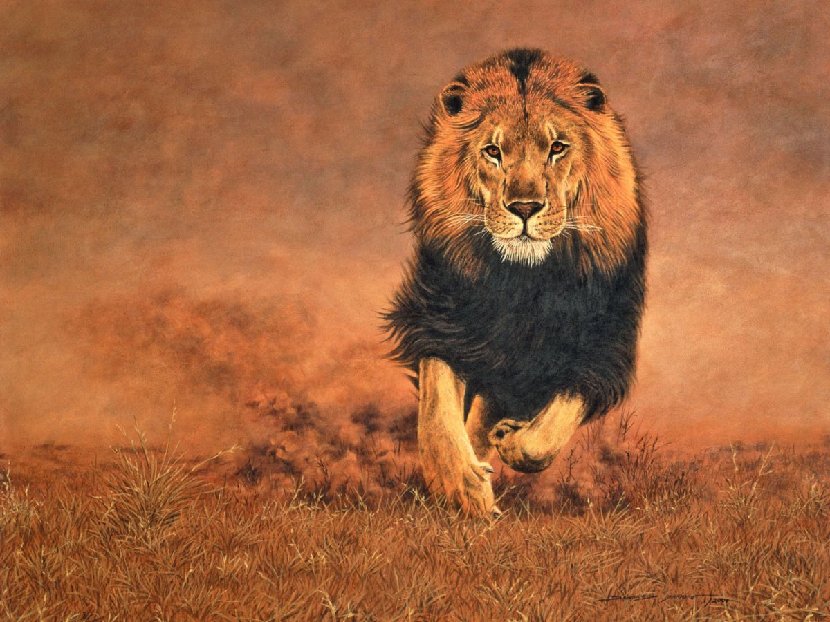 Западноафриканский Лев