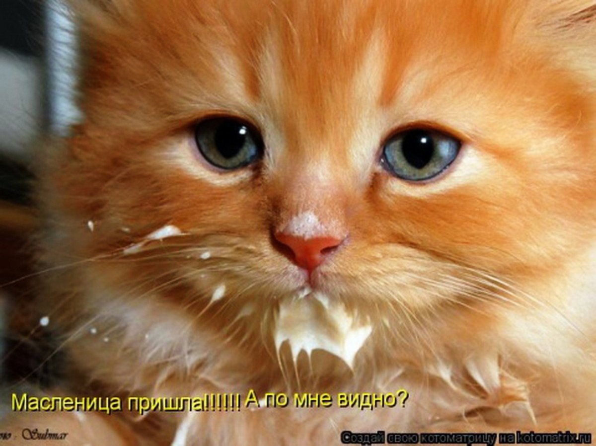 Смешной рыжий кот