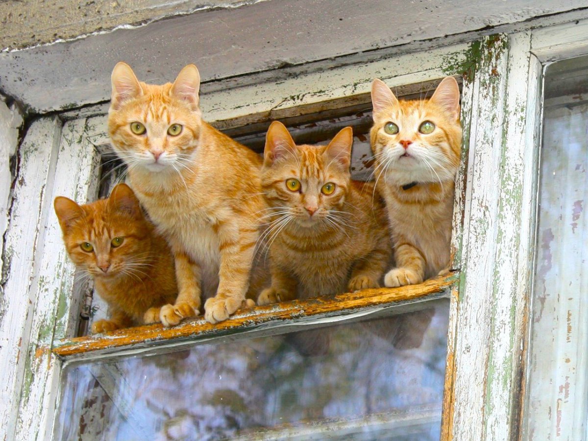 Рыжий кот щурится