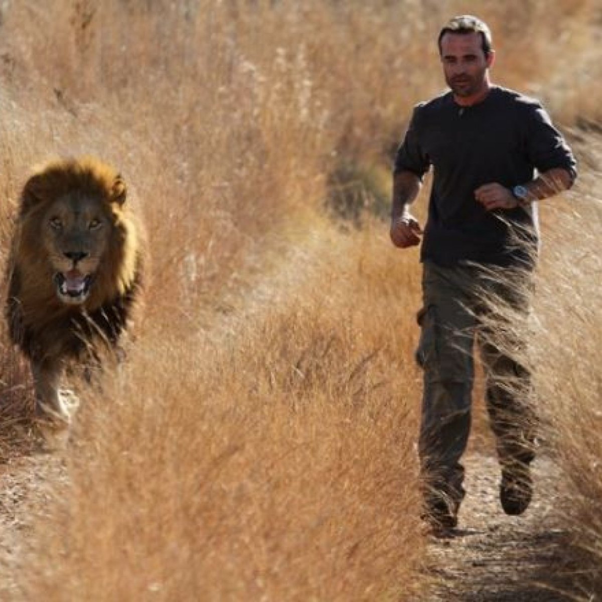 Свирепый Лев
