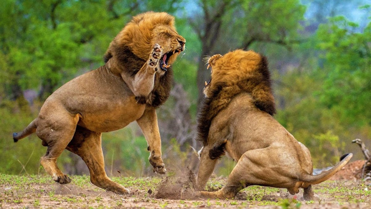 Львица в беге