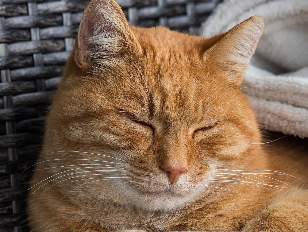 Наглая рыжая морда кота