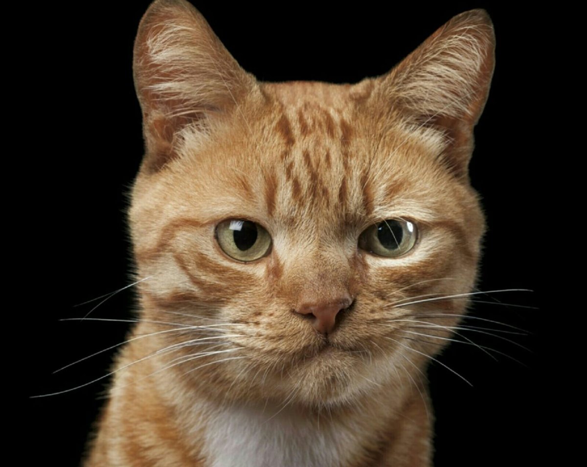 Кот котлета Кристина Макеева