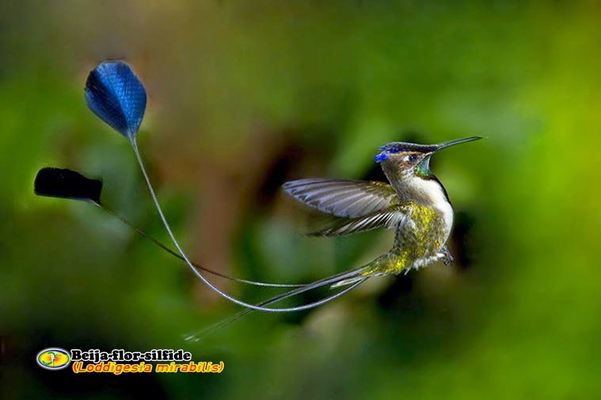 Лоддигезия ракетохвостый Колибри