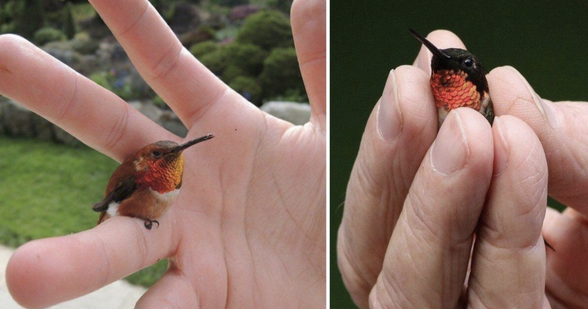 Bee Hummingbird smallest