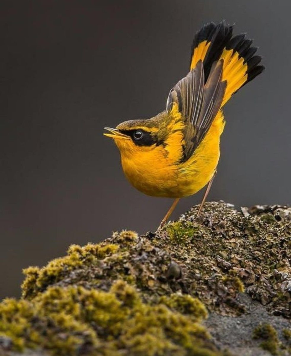 Зунзунито пчелиная птица