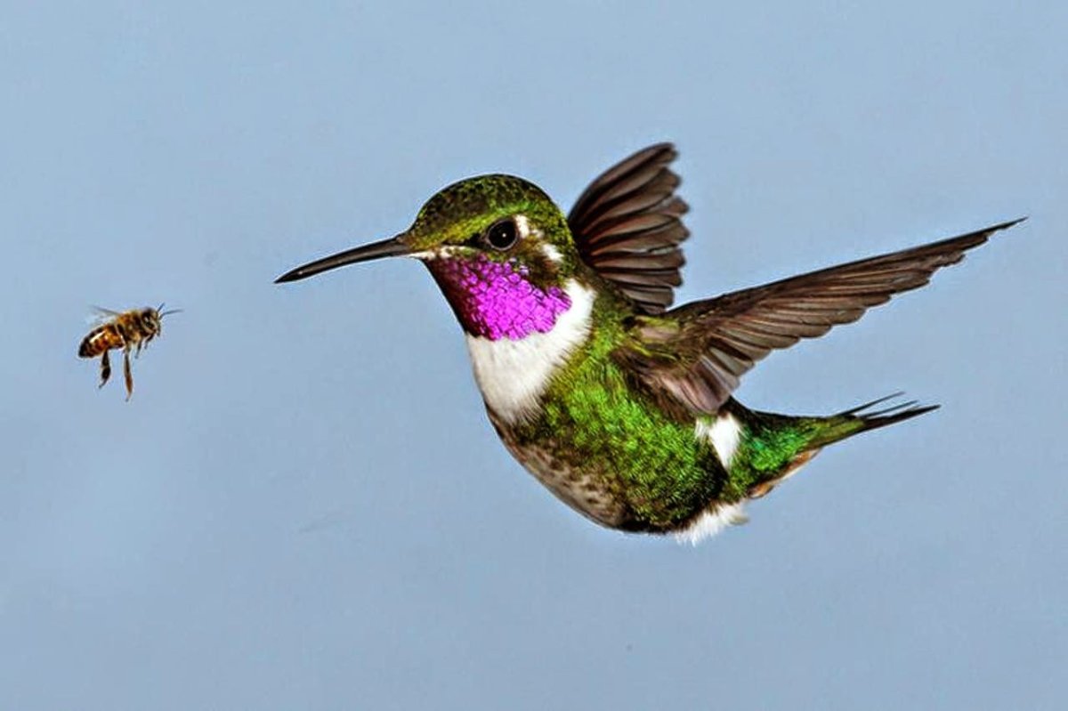 Самая маленькая и самая большая птица