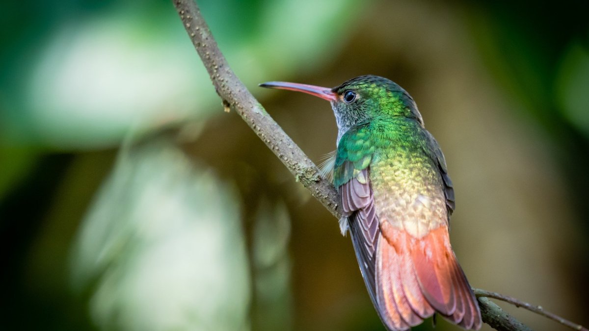 Колибри-пчёлка самка