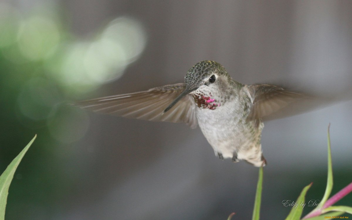 Зунзунито самая маленькая птица
