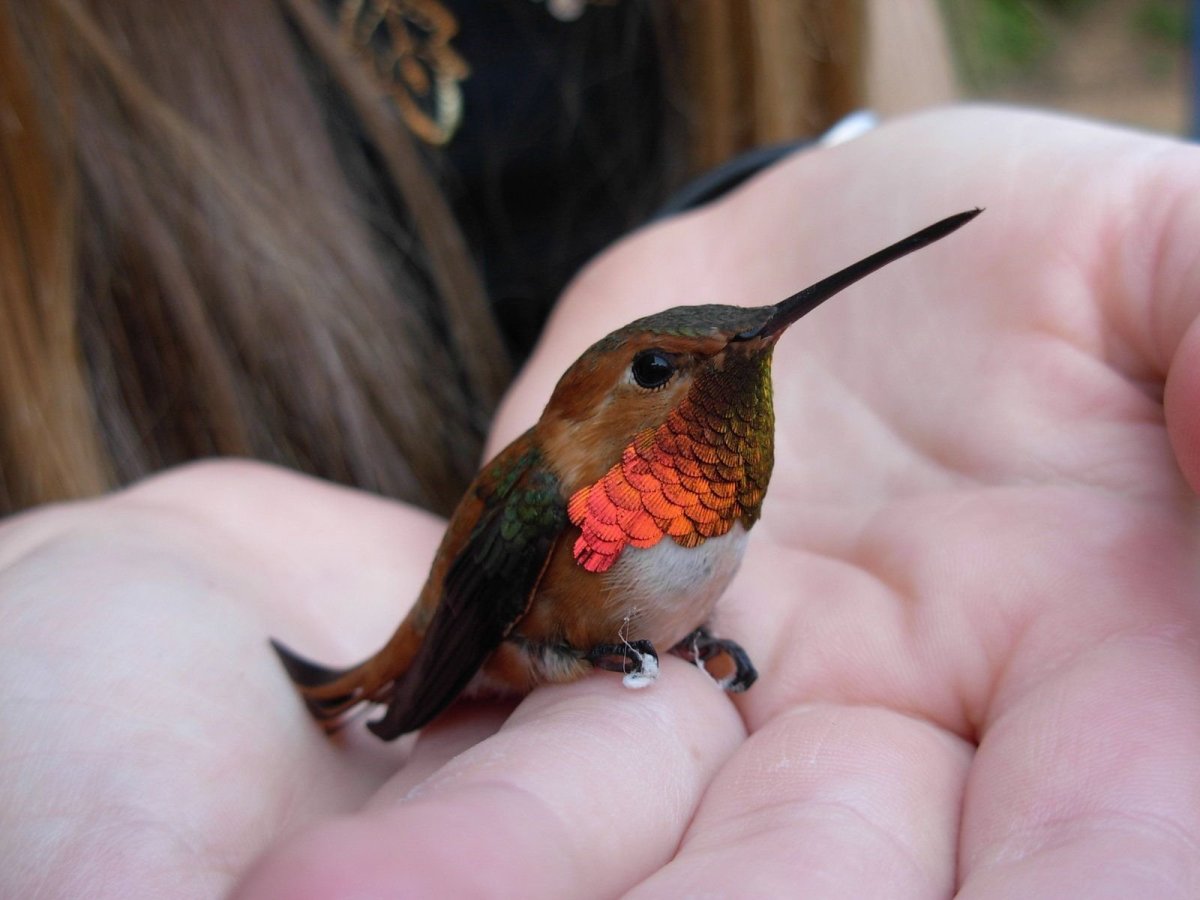 Колибри рубиновый