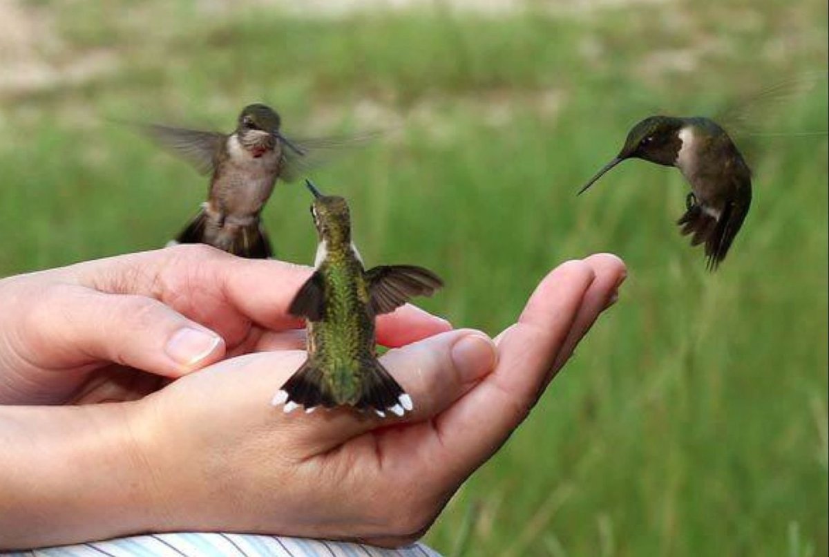 Размер птички Колибри