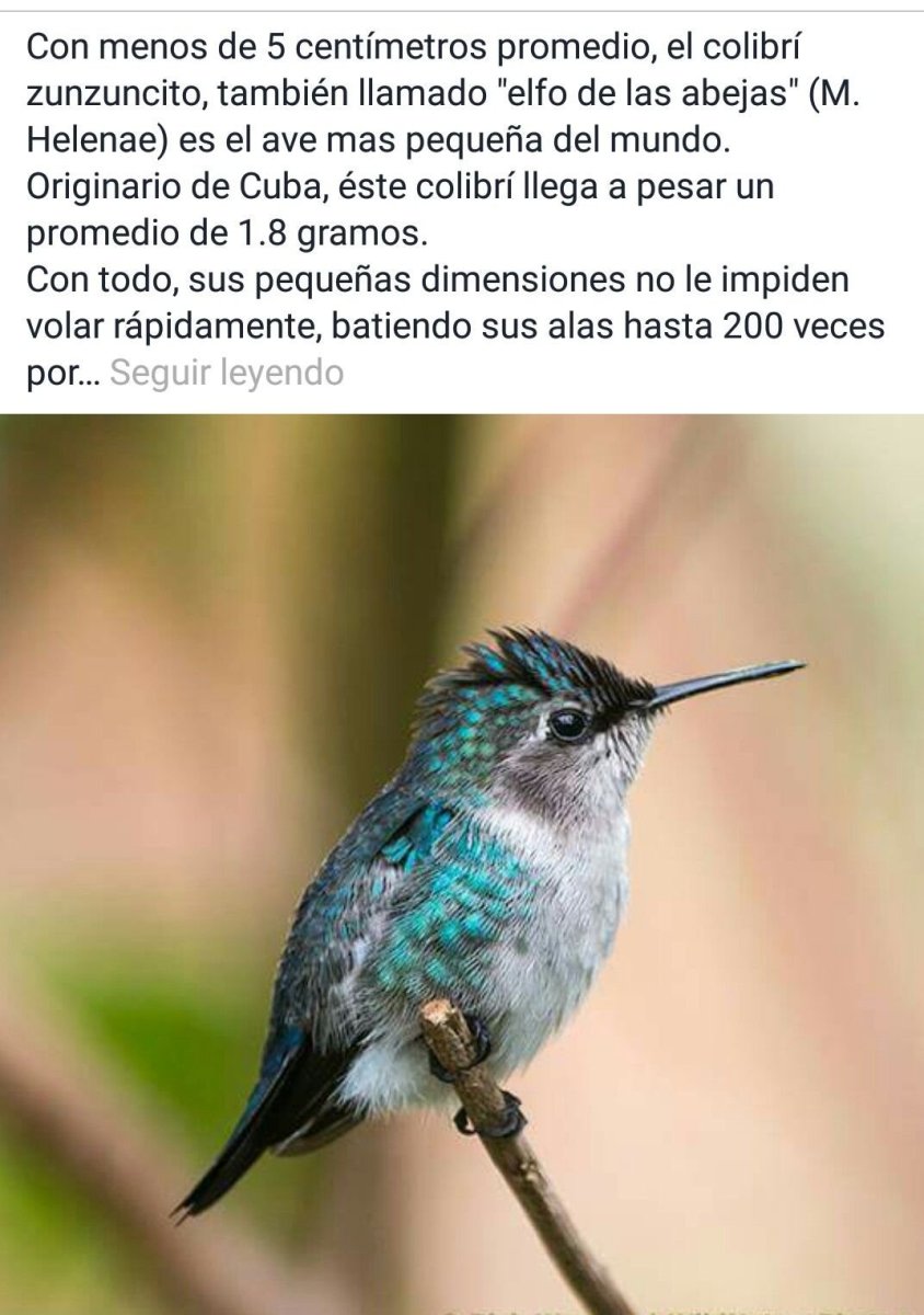 Птичка зунзунито