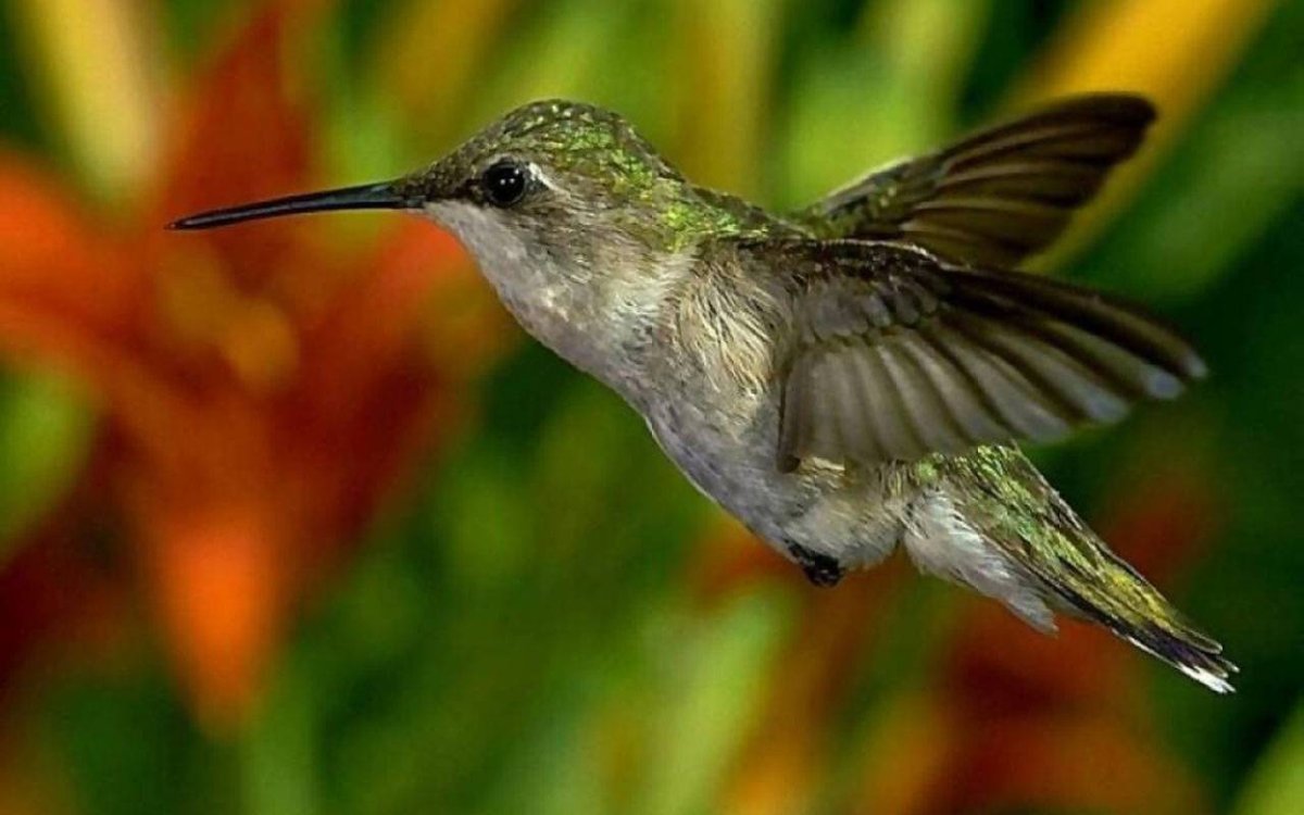 Самая маленькая птица