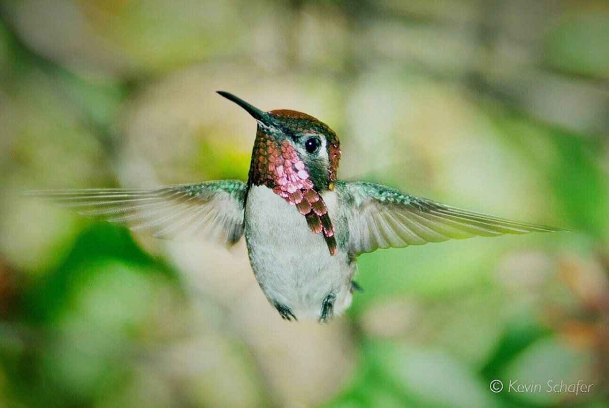 Зунзунито пчелиная