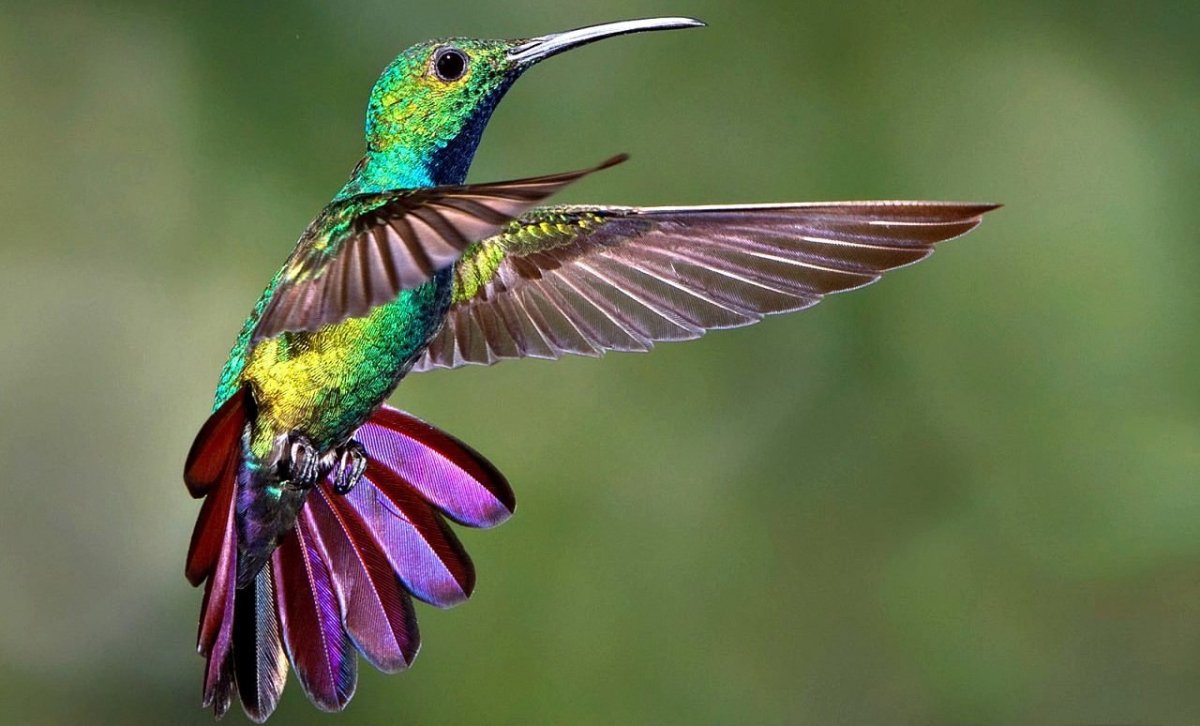 Колибри Южной Америки