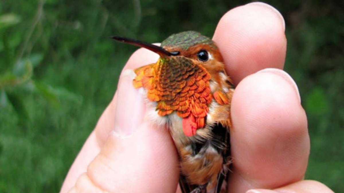 Яйцо птички Колибри