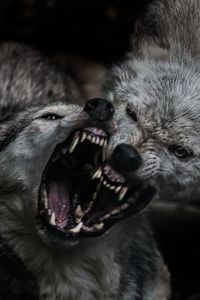 Смешная гиена