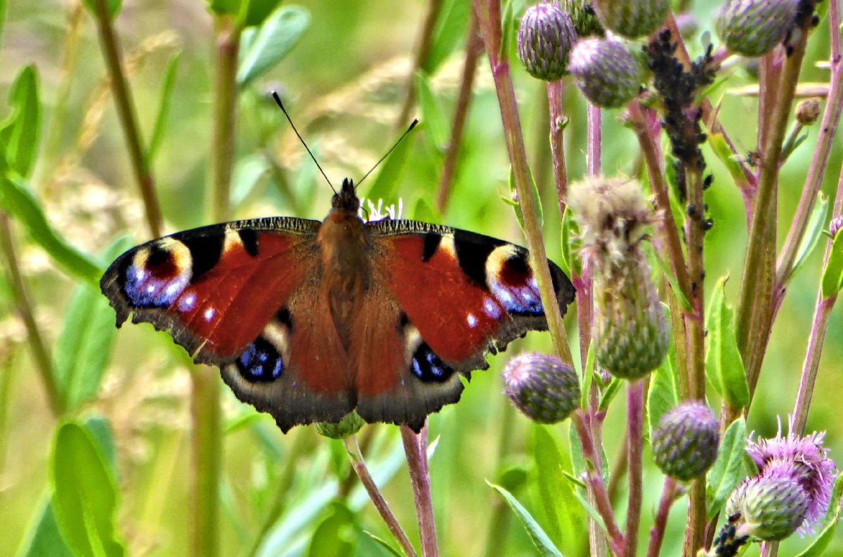Махаон павлиний глаз