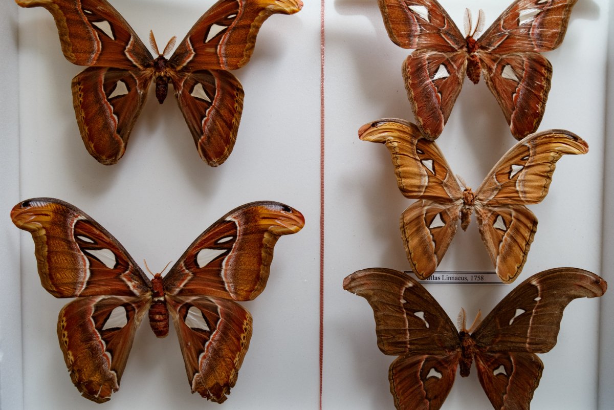 Павлиний глаз (бабочка)