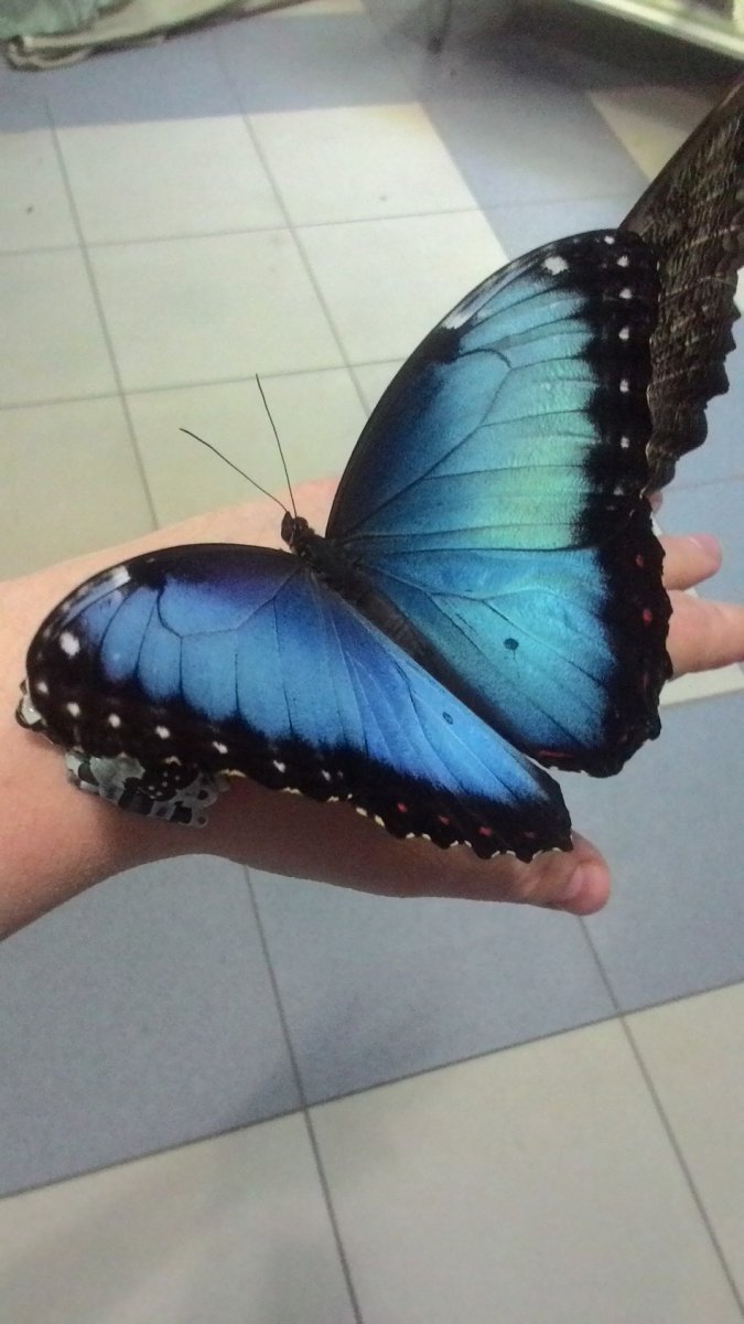 Стрекоза на траве