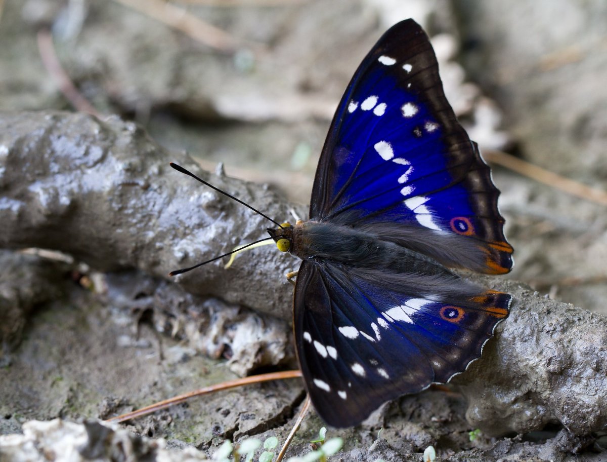 Парк бабочек Самара