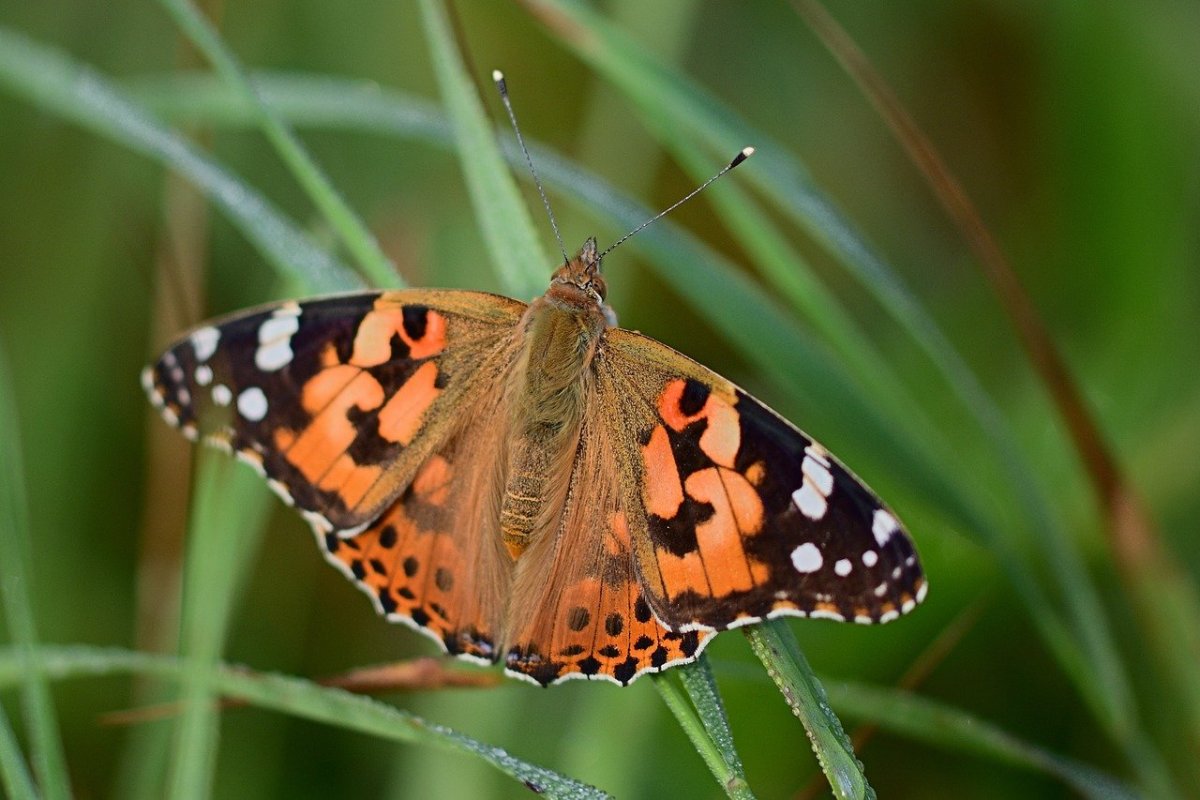 Бабочки Самарской области