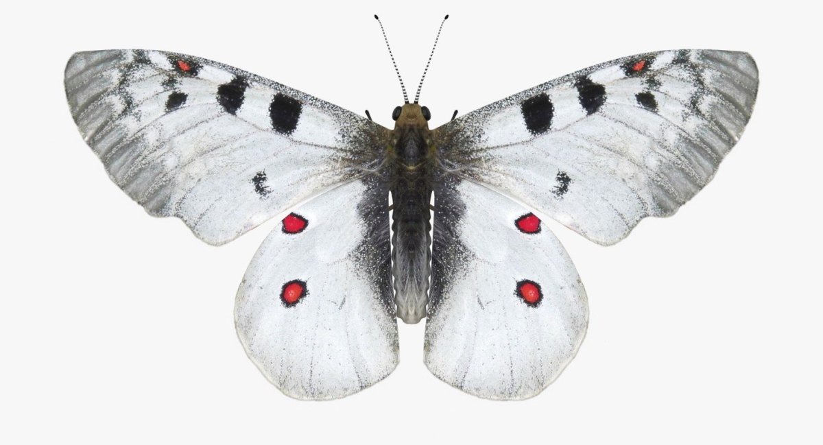 Бабочка Папилио Махаон