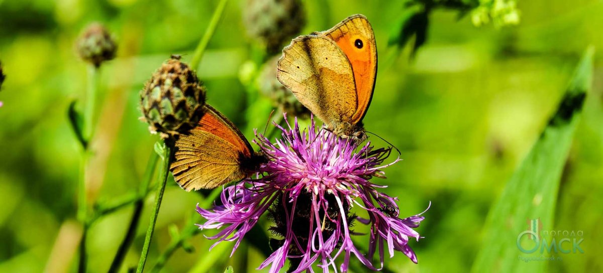Переливница Ивовая