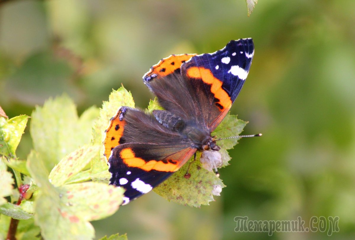 Бабочка из холодного фарфора