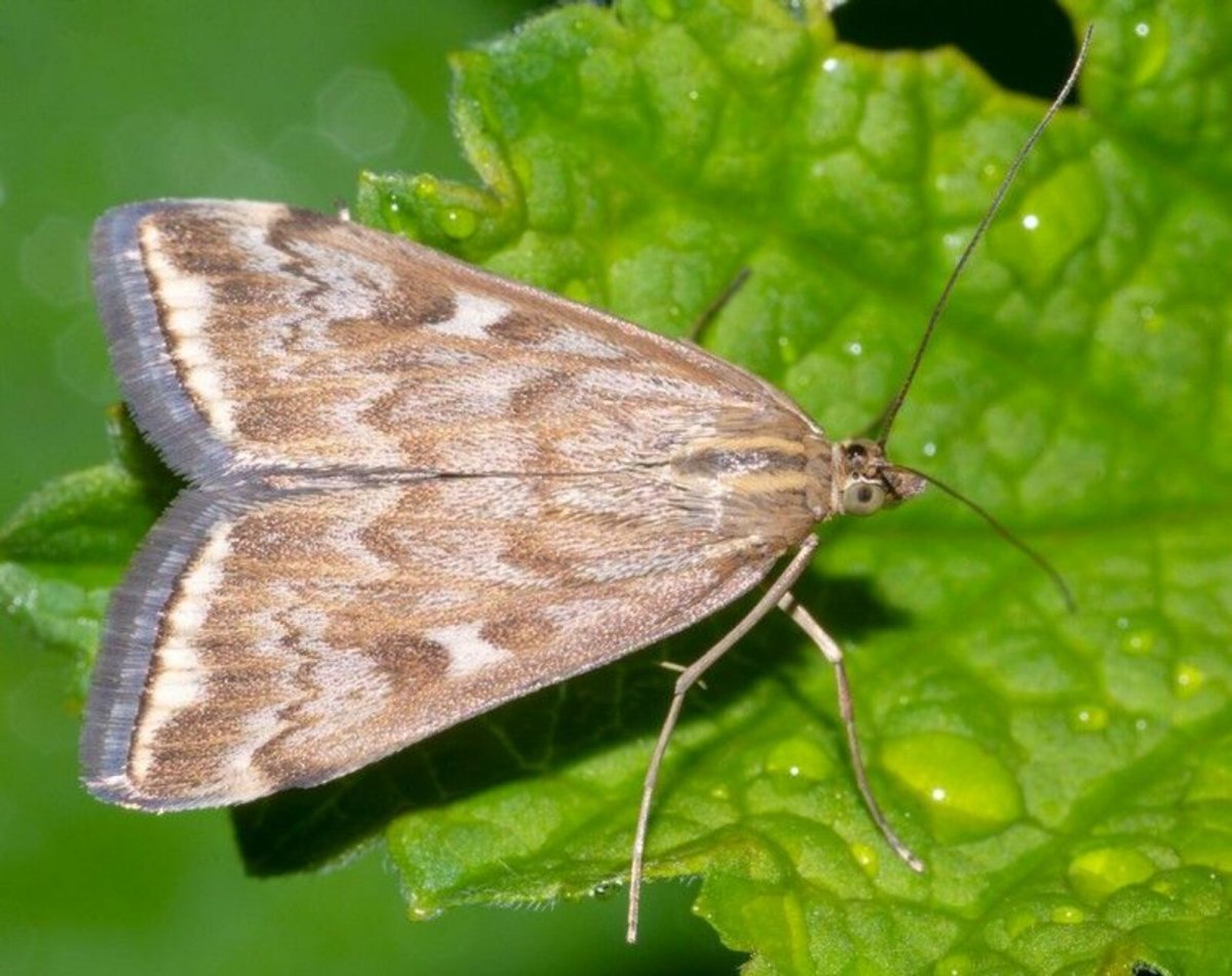 Парусник Маака бабочка