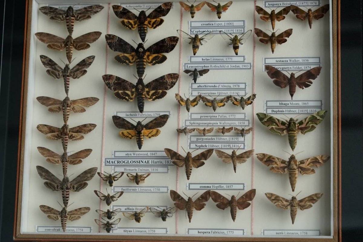 Насекомые Луга