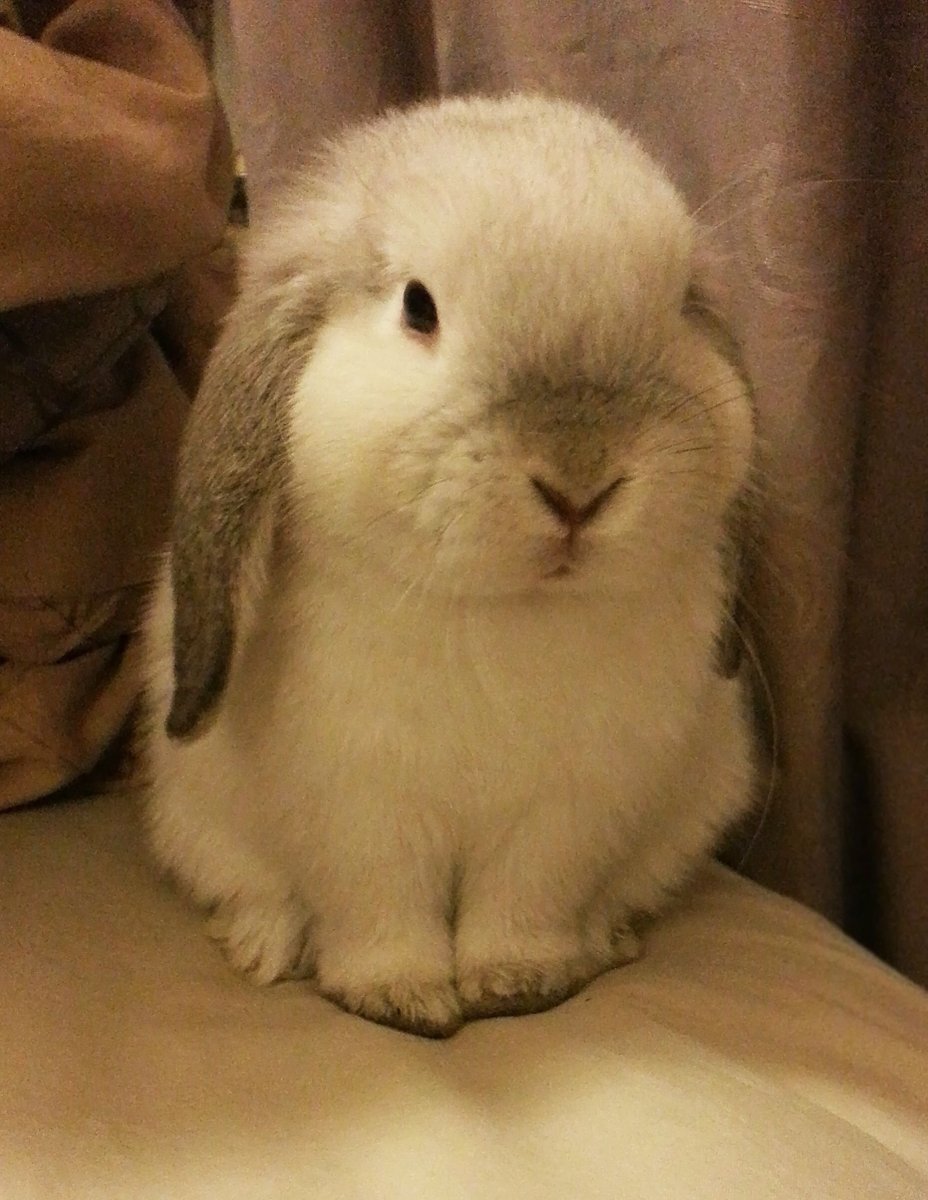 Continental giant Rabbit