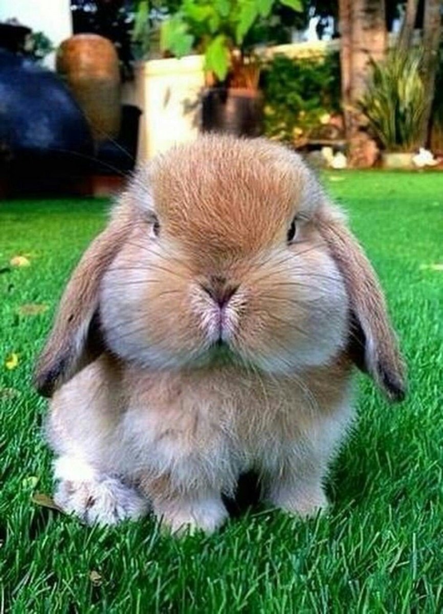 Мульт про Толстого кролика