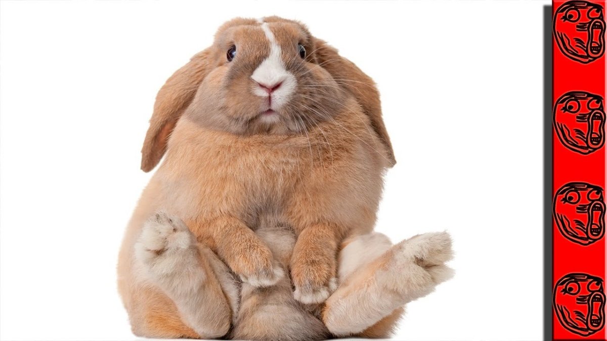 Милый пушистый кролик