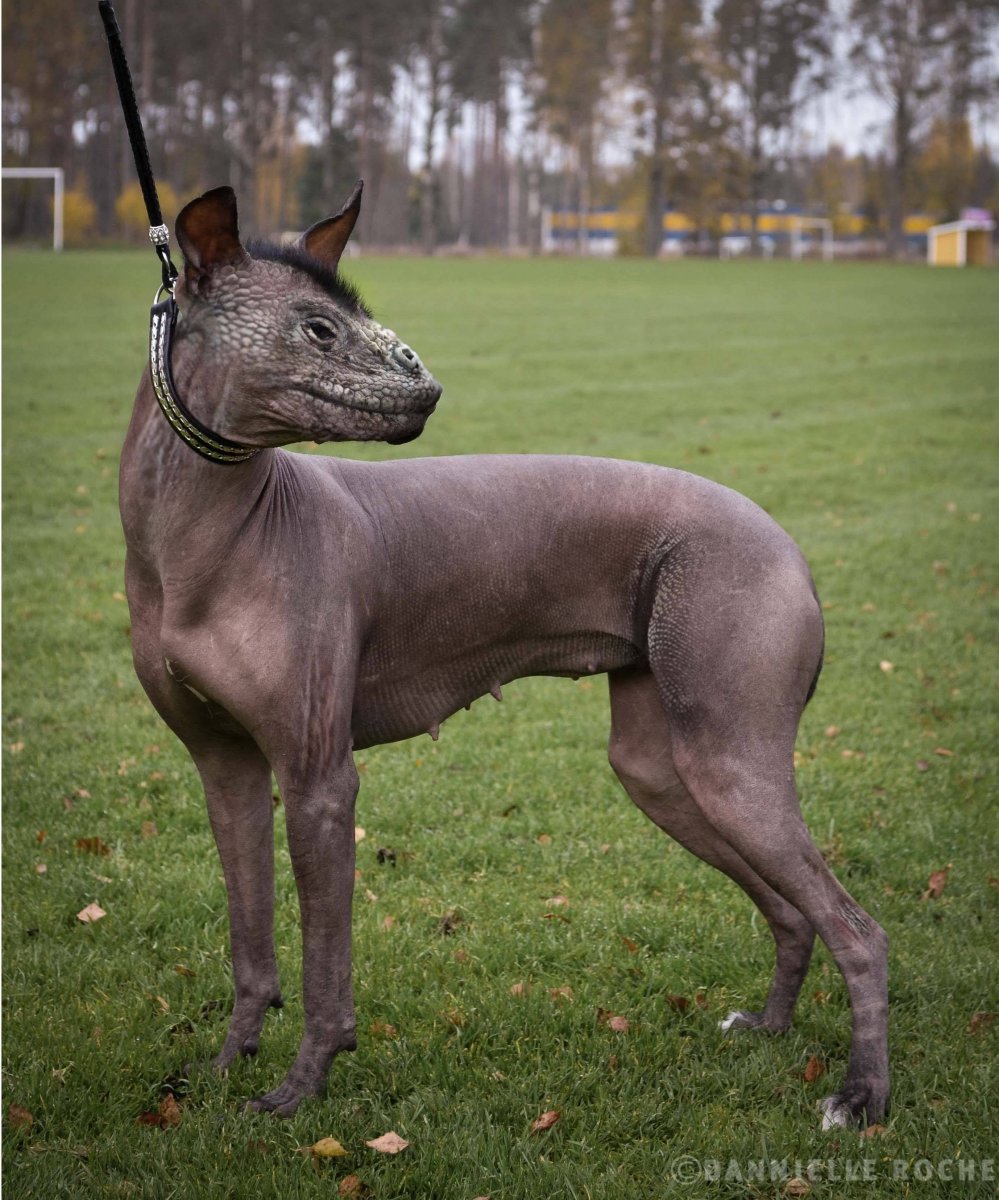 Собаки необычных пород