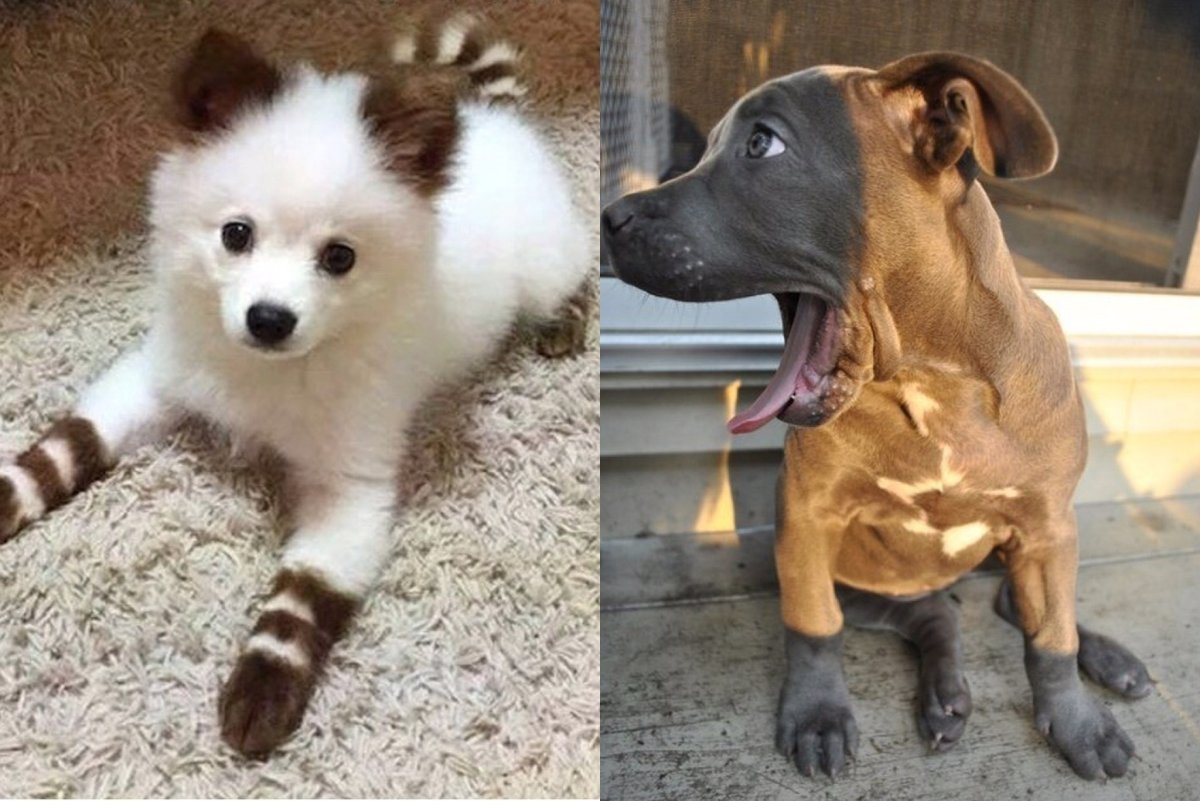 Гривистый волк (Chrysocyon brachyurus)