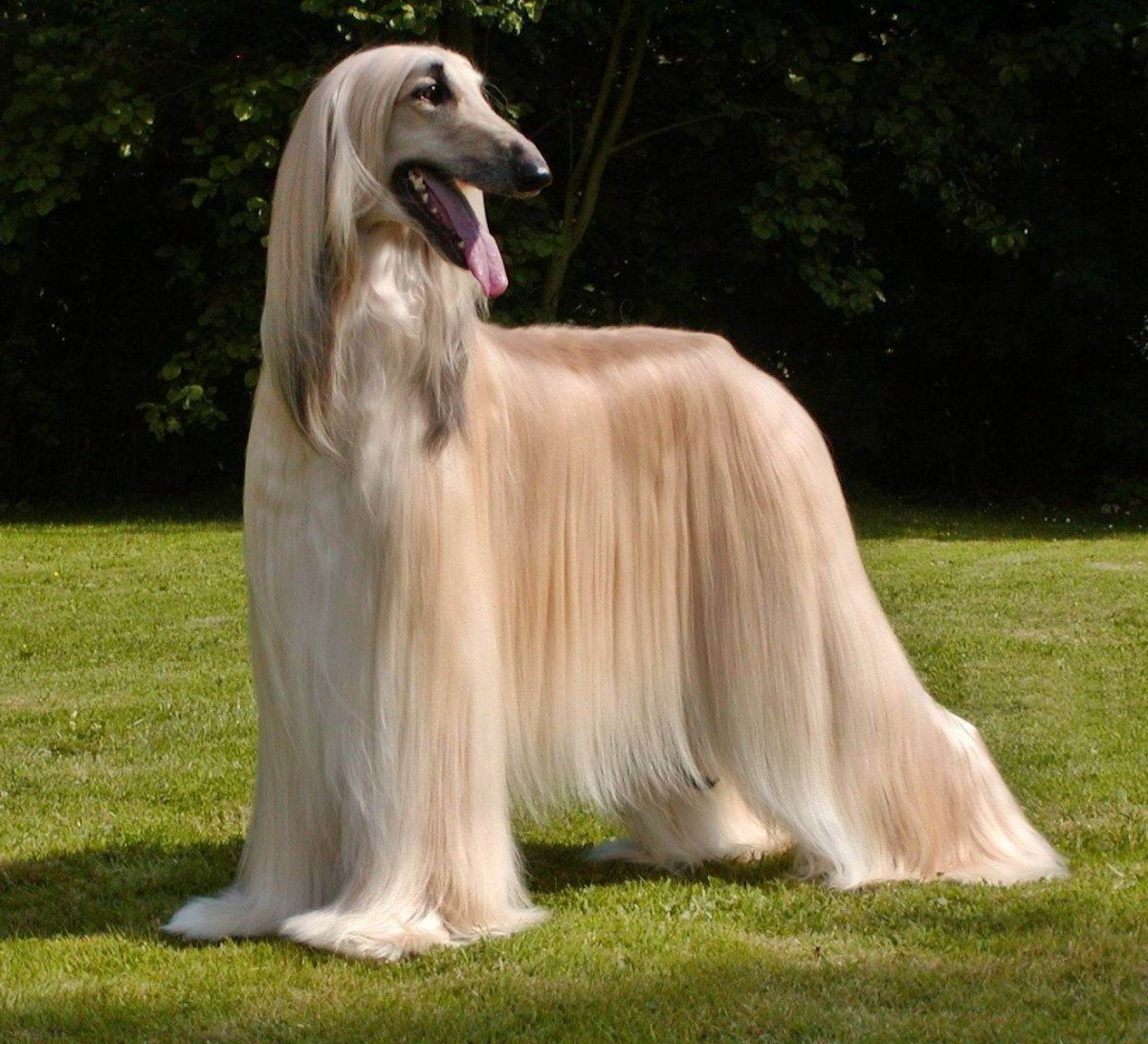 Красный волк cuon Alpinus