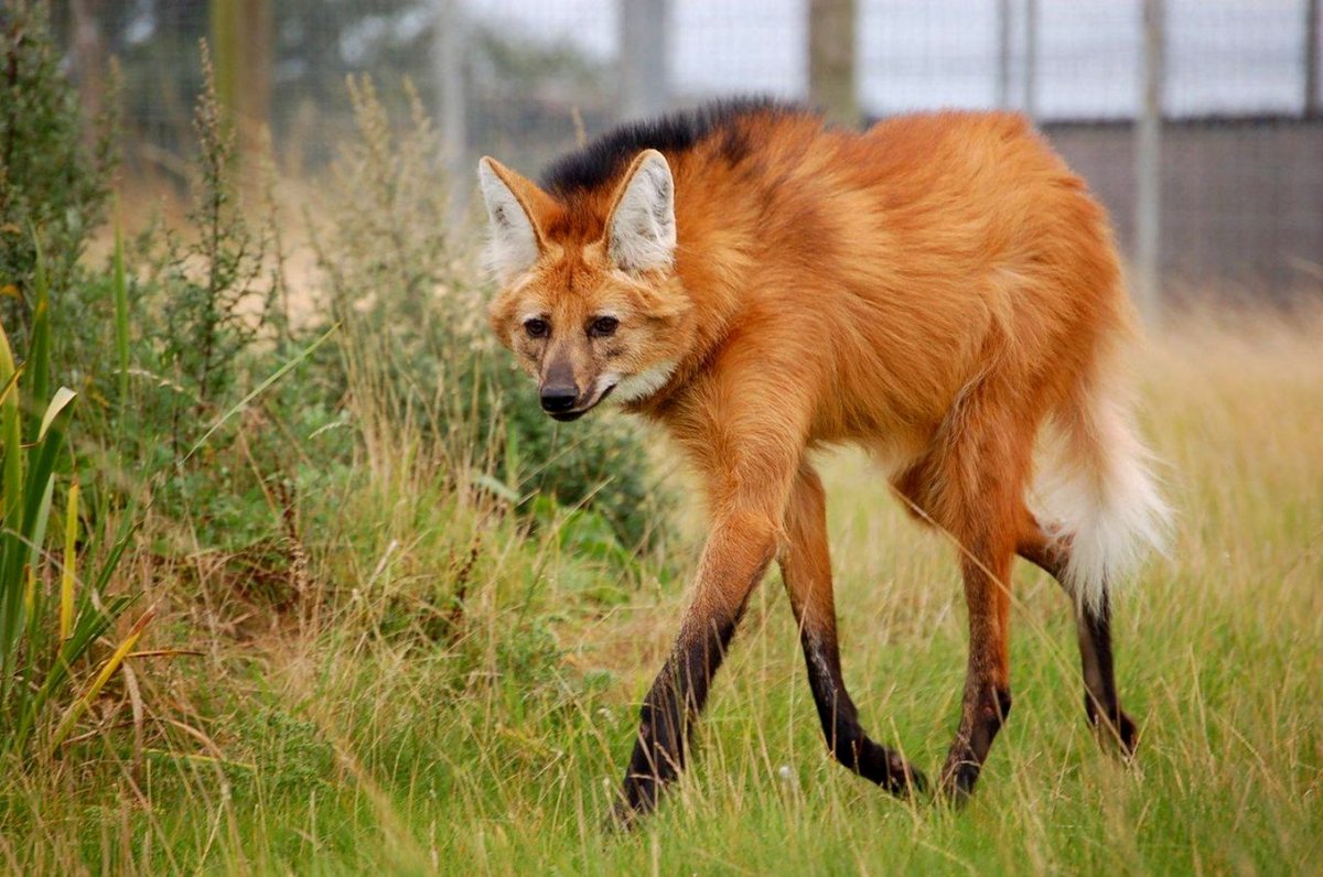 Виды собак редкие