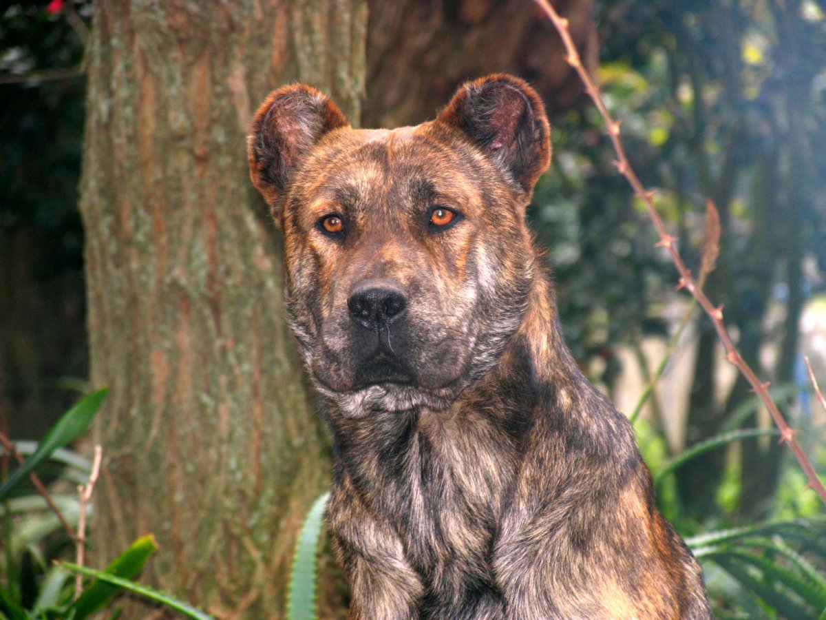 Красный горный волк