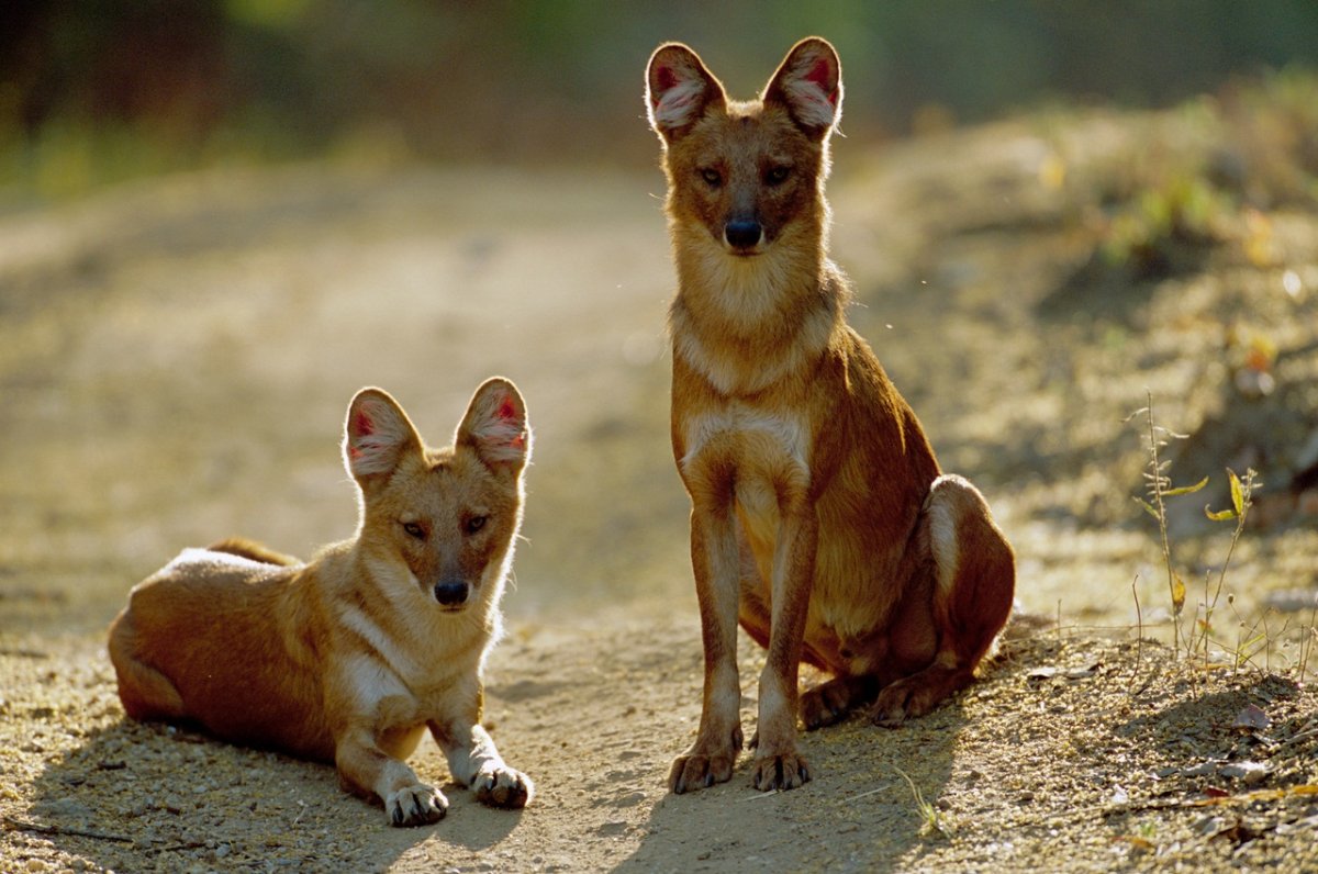 Собаки необычных пород