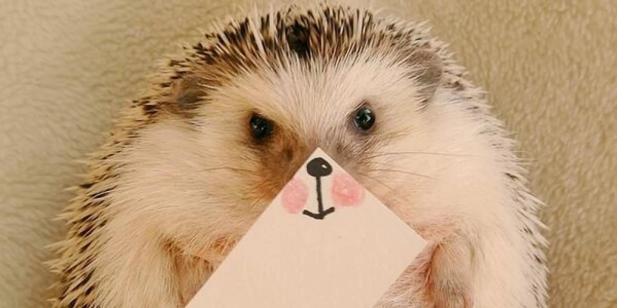 Ёжик на аву