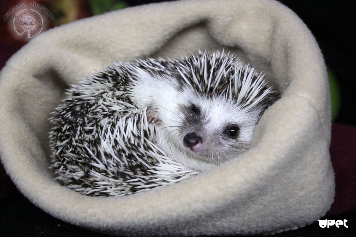 Ежик девочка