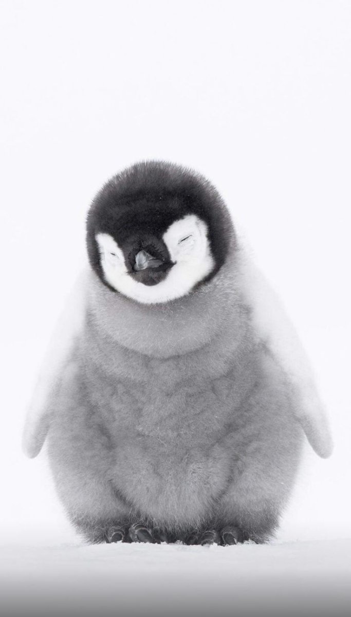 Пушистый Пингвин